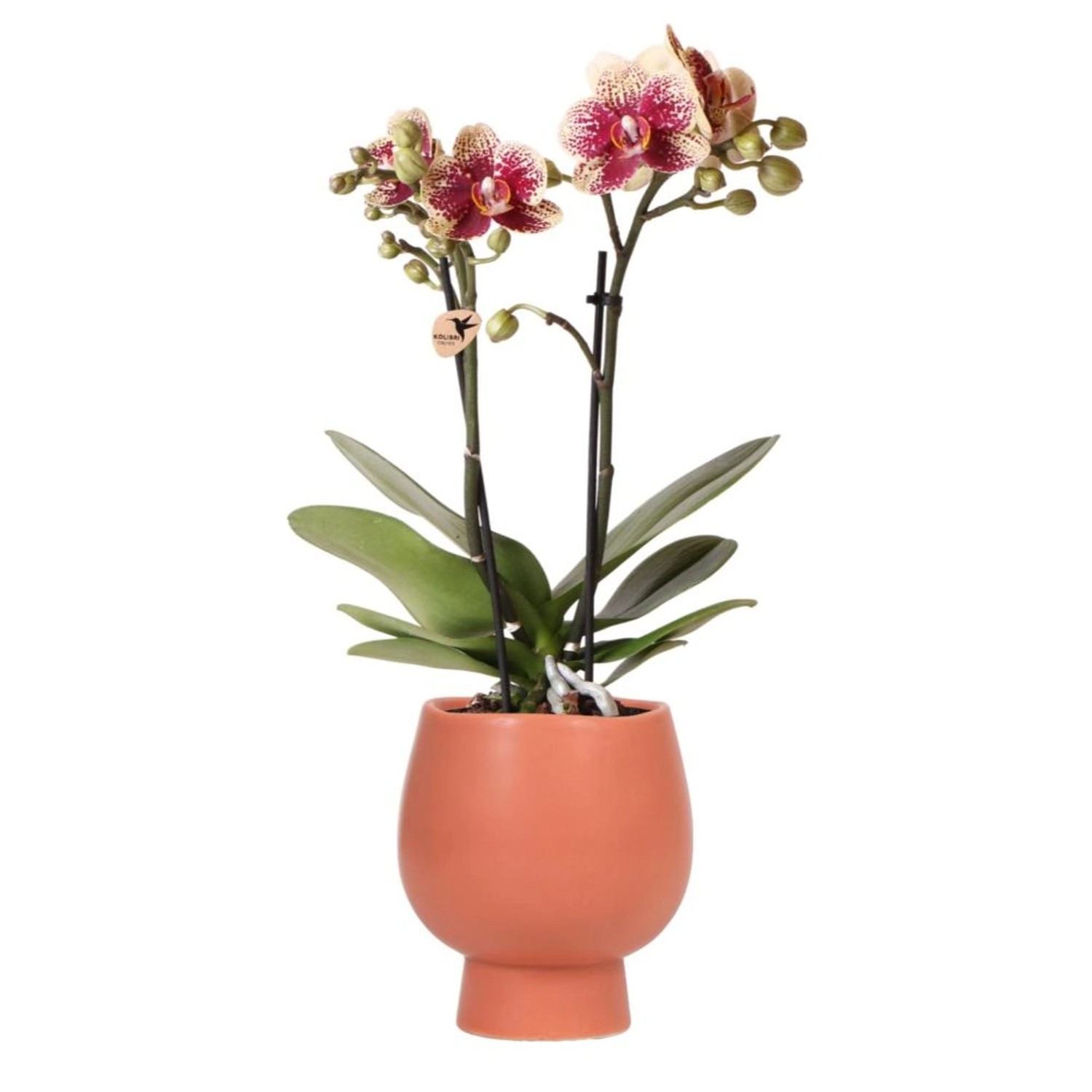 Kolibri Orchids Gelbe Rote Phalaenopsis Orchidee Spanien & Scandic Ziertopf Terrakotta Topfgröße 9cm 45cm Hoch