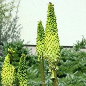 Fackellilie 'Limelight' (Kniphofia uvaria) mit grünen Blütenständen im Garten.