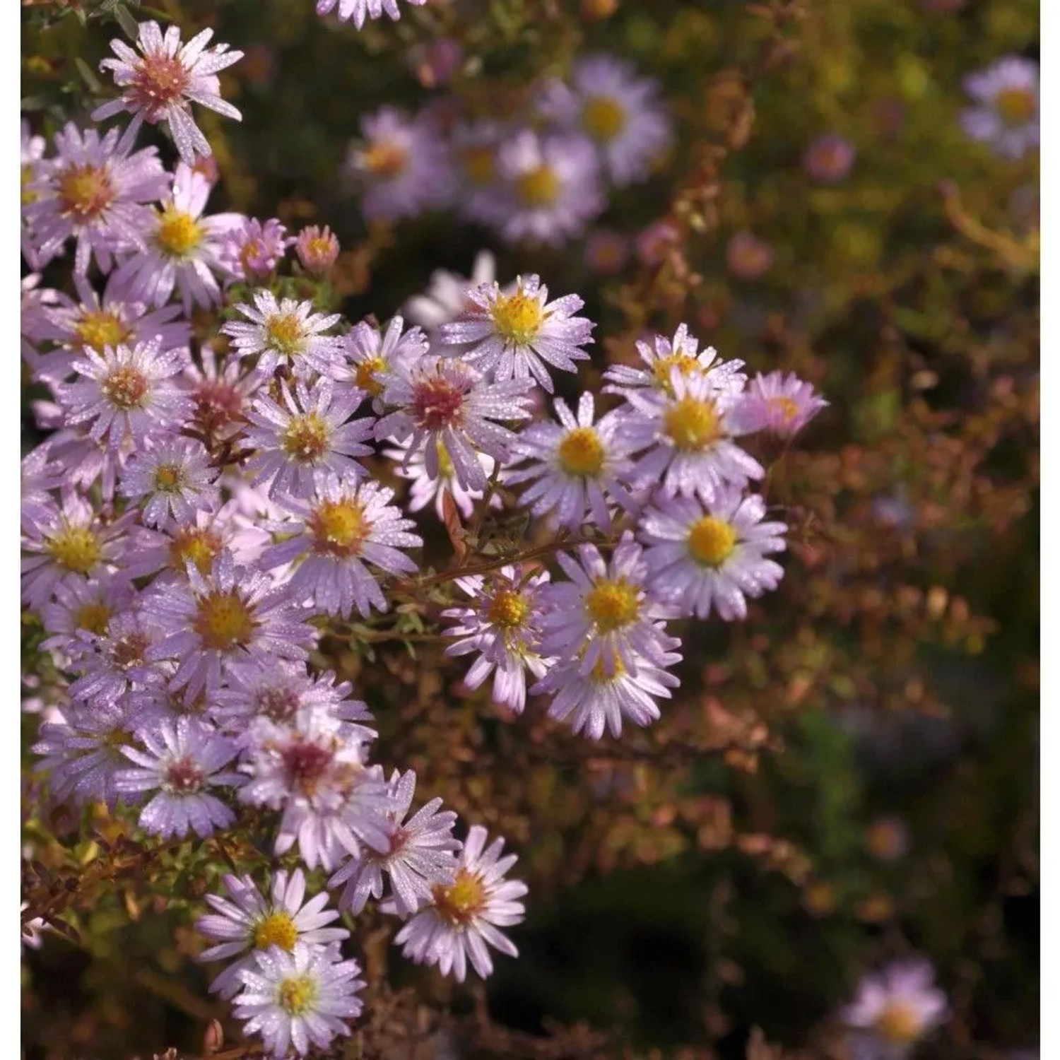 Rauhblattaster Strawberry and Cream - Aster novae angliae