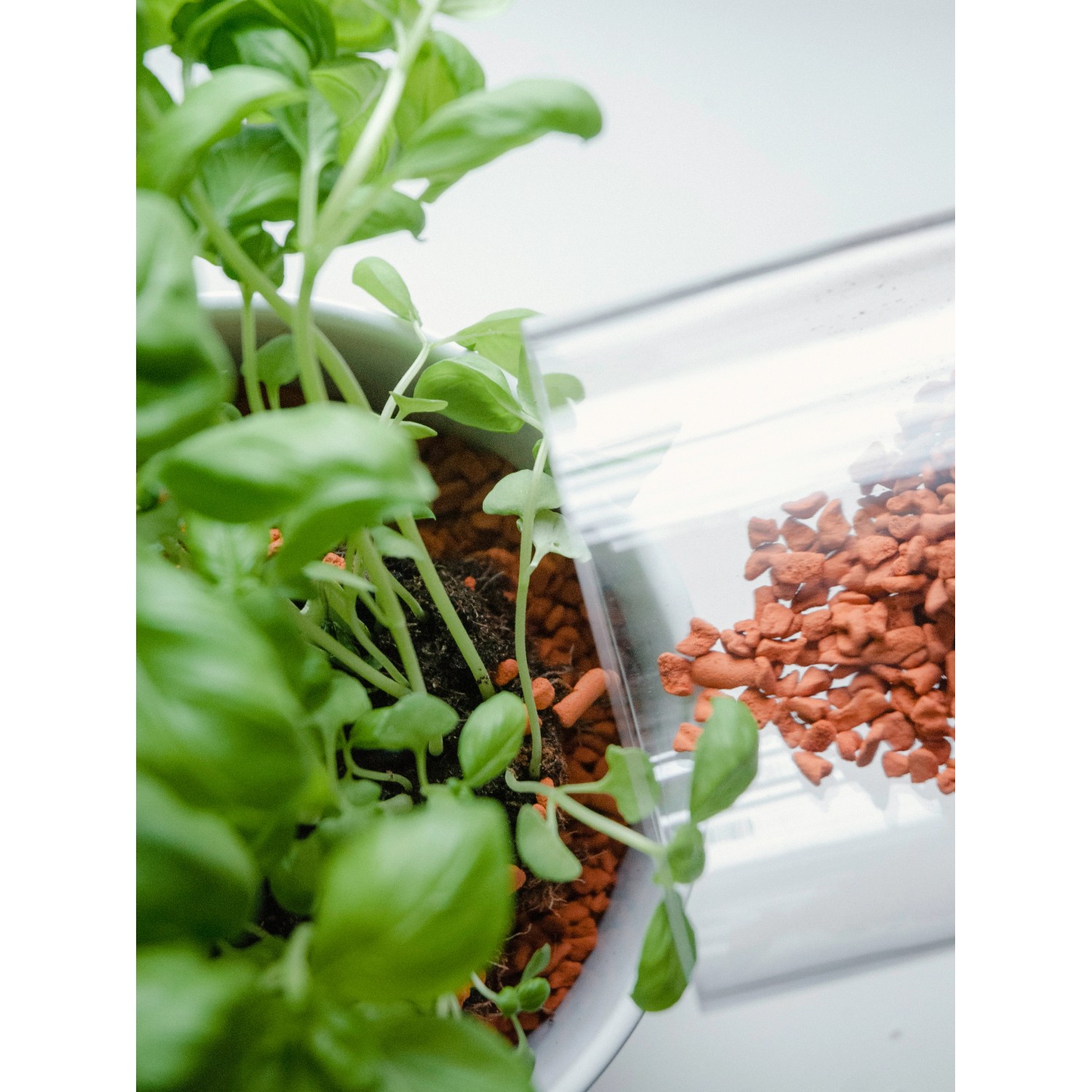 Seramis Bio-Pflanz-Granulat mit Basilikum im Topf und geöffneter Packung.