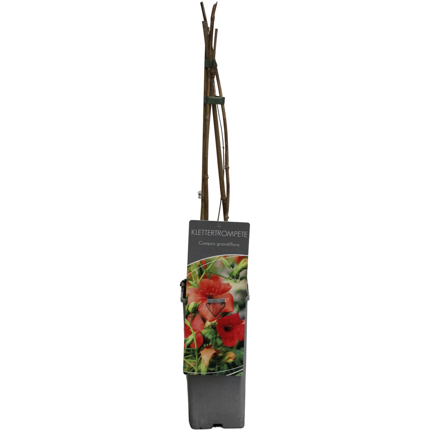 GROW by OBI Klettertrompete Orange H ca. 60-100cm Topf ca.2l Campsis grandi günstig online kaufen
