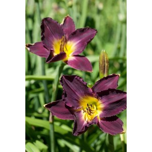 Nahaufnahme der dunkelvioletten Taglilie 'Strutter's Ball' mit gelbem Schlund, Stauden.