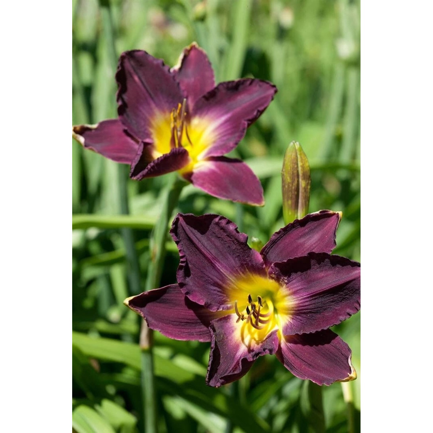 Hemerocallis X Cult. Strutter's Ball Taglilie Ca. 11x11 cm Topf günstig online kaufen