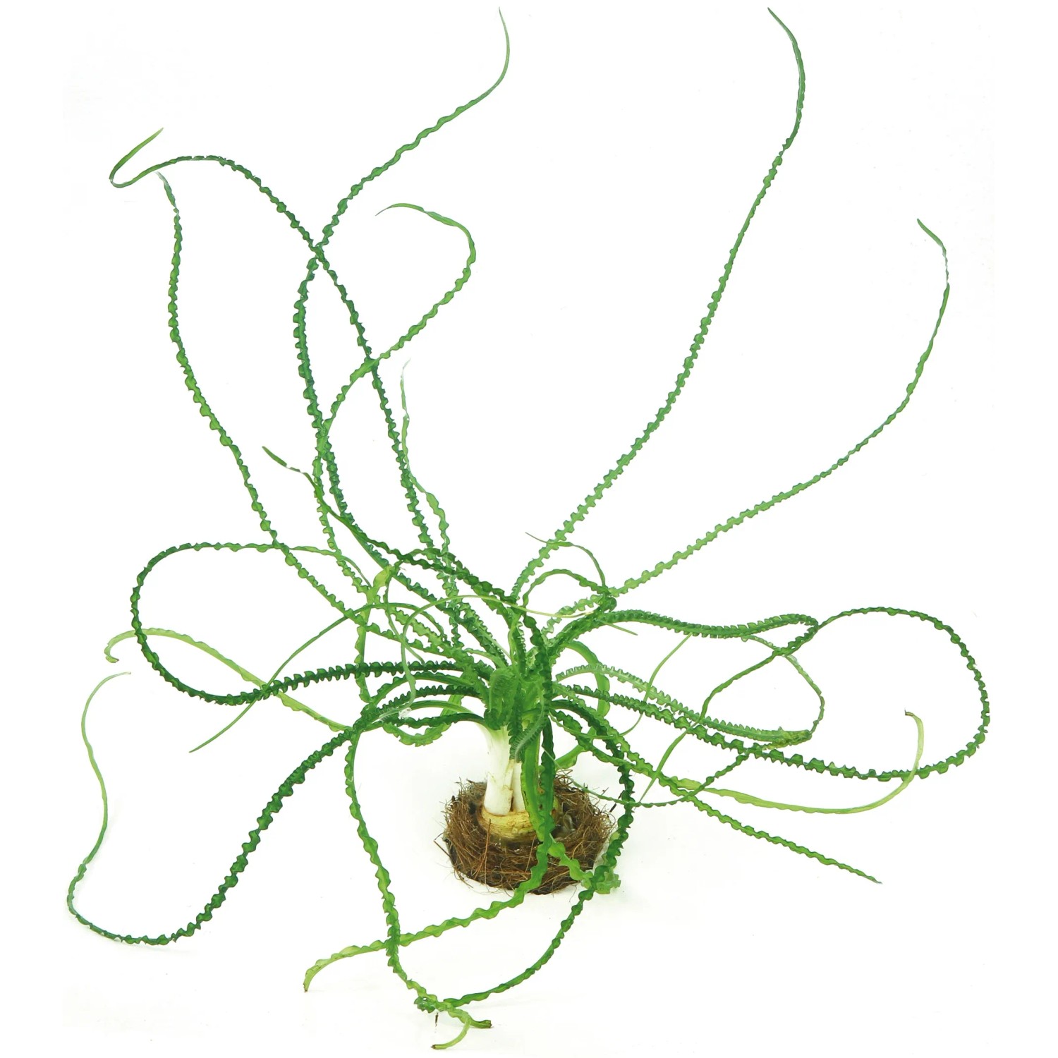 Dennerle Plants Aquariumpflanze Crinum Calamistratum