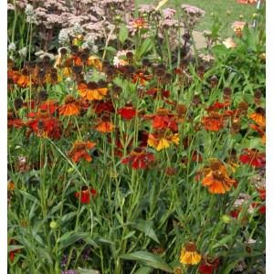 Sonnenbraut 'Mahagoni' (Helenium cultorum) im Gartenbeet mit rot-orangen Blüten.