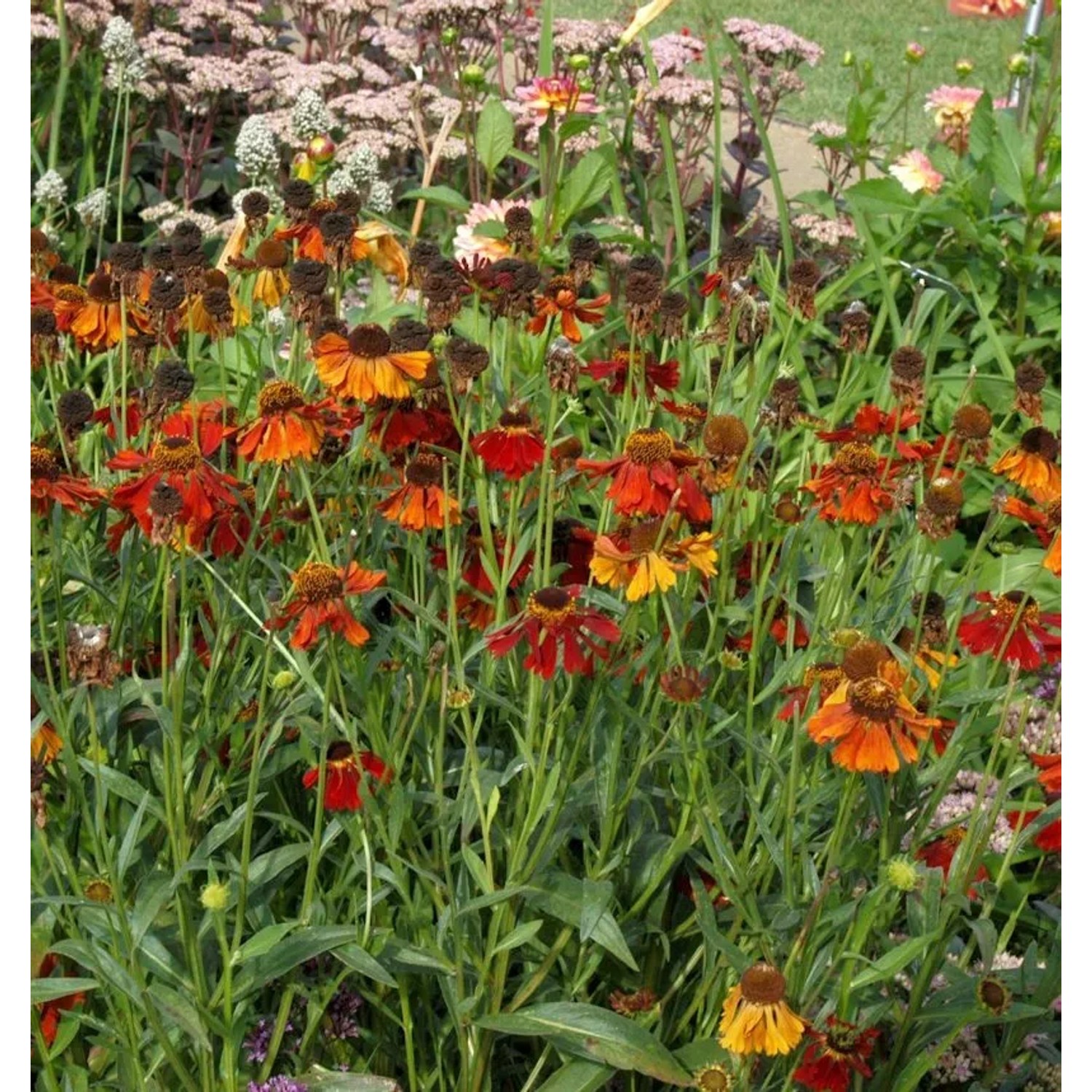 Sonnenbraut Mahagoni - Helenium cultorum