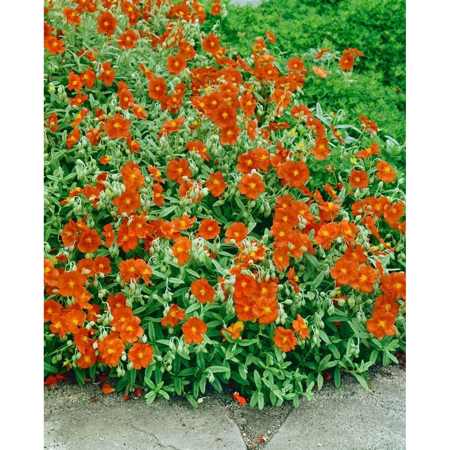Helianthemum X Cult. Watergate Orange Sonnenröschen Ca. 9x9 cm Topf günstig online kaufen