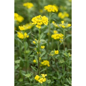 Goldgelbes Steinkraut 'Berggold' (Alyssum Montanum) im 9x9 cm Topf. Bodendecker mit leuchtenden Blüten.