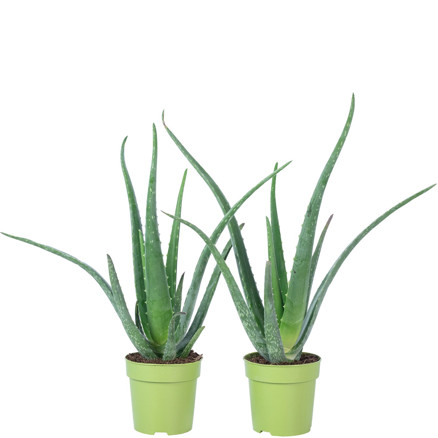 Value Greens 2er-Set Aloe Vera  Luftreinigende & Dekorative Sukkulente  Top günstig online kaufen