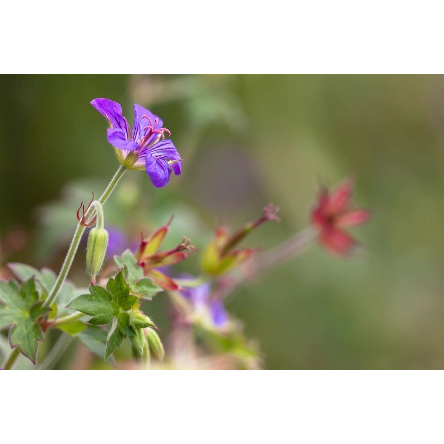 Geranium Wlassovianum Ca. 9x9 cm Topf günstig online kaufen