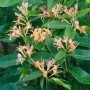 Immergrüne Geißschlinge Lonicera Henryi mit zarten, orangefarbenen Blüten und grünen Blättern.