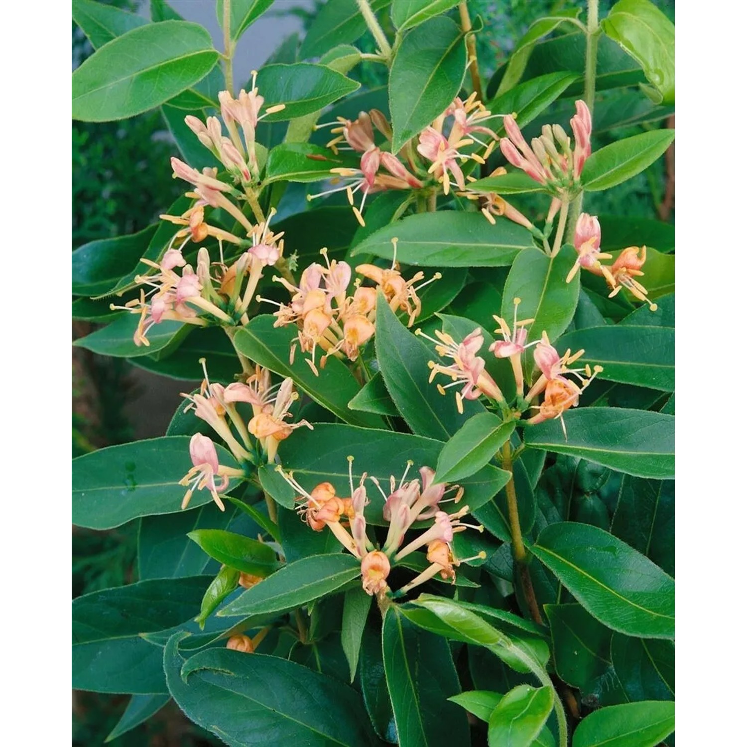 Immergrüne Geißschlinge Lonicera Henryi mit zarten, orangefarbenen Blüten und grünen Blättern.
