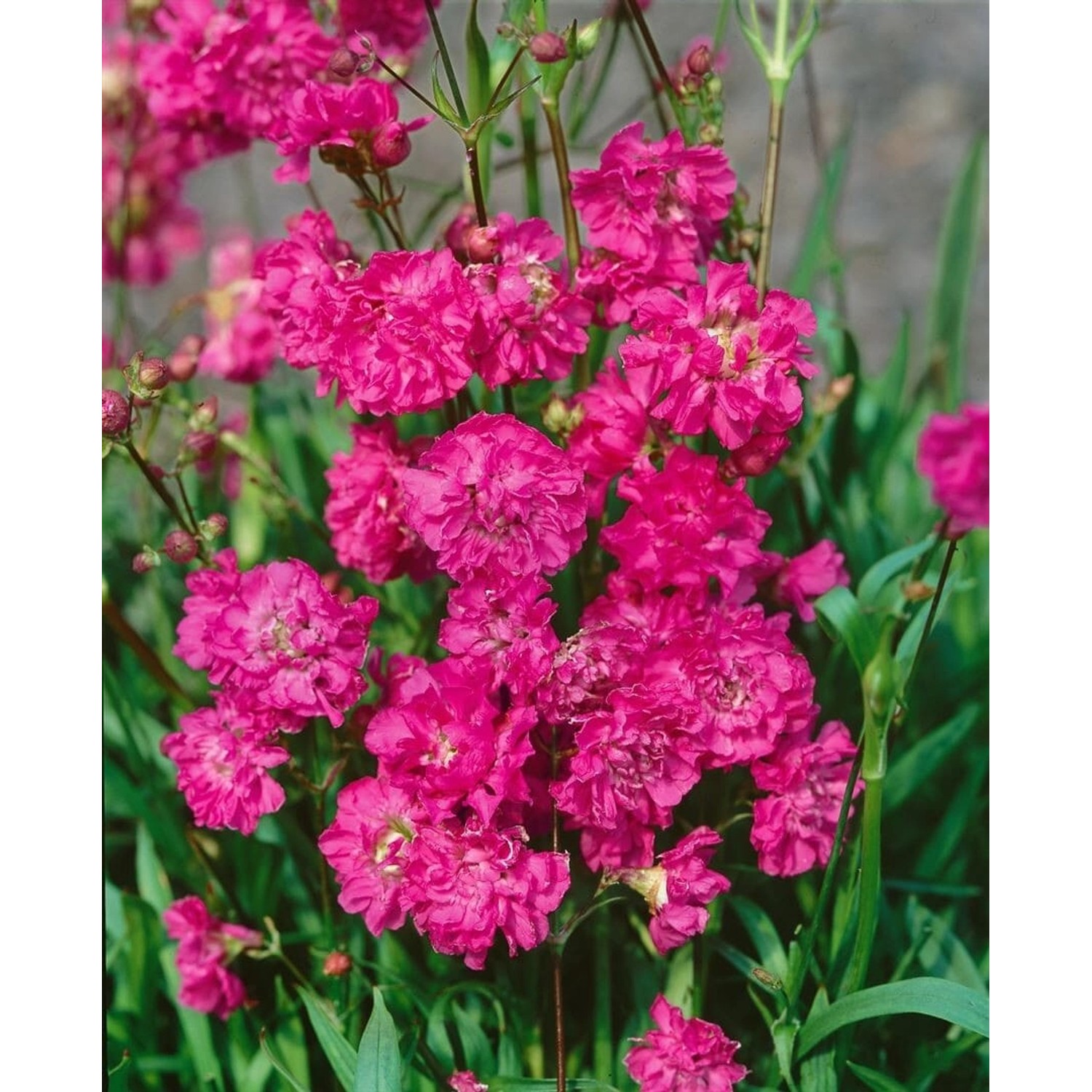 Lychnis Viscaria Plena Pechnelke Ca. 9x9 cm Topf günstig online kaufen
