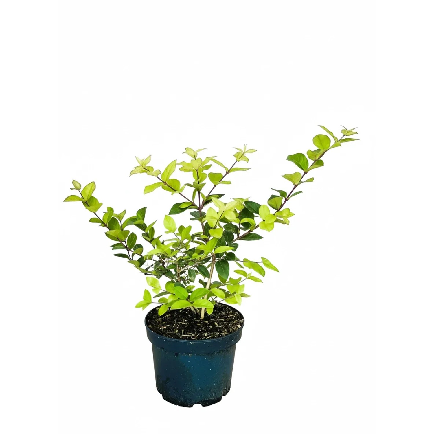 Baumfink Winter Heckenkirsche Winter Beauty als Topfpflanze 40-60cm