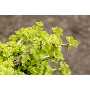 Ginkgo Biloba Chris Dwarf Fächerblattbaum mit grünen Blättern und 40 cm Stammhöhe.