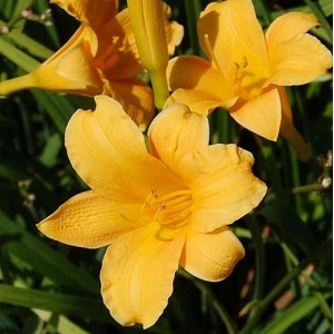 Nahaufnahme der gelben Blüten der Taglilie Bitsy (Hemerocallis cultorum).