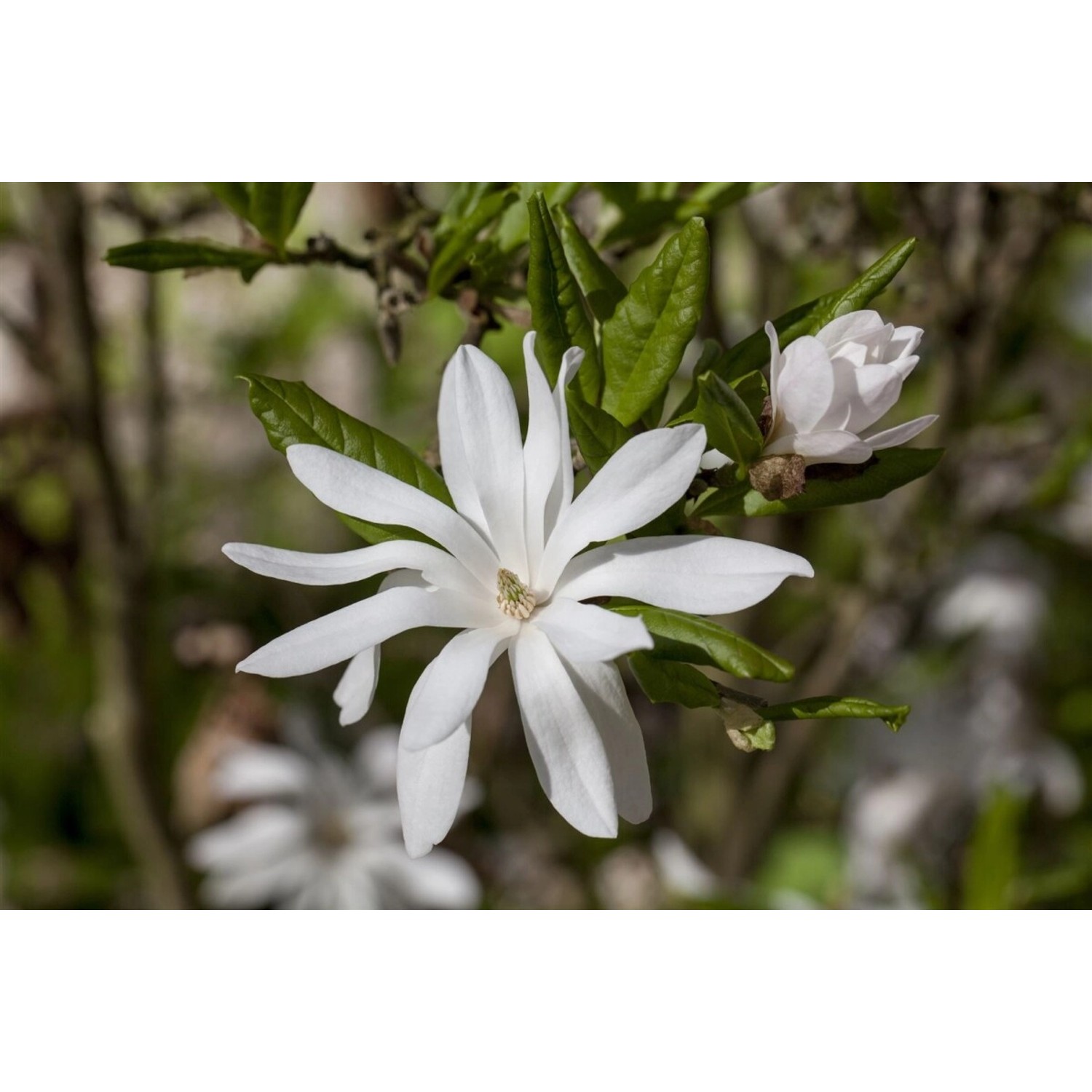 Magnolia Stellata Sternmagnolie 60-80 cm günstig online kaufen