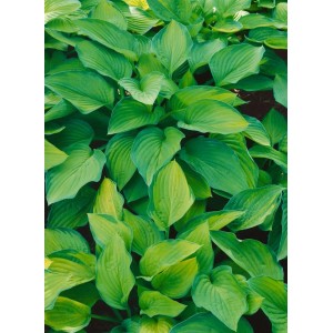 Buschige Hosta 'Pauls Glory' im Topf, grüne Blätter mit gelbem Rand. Ideal als schattenliebende Staude.