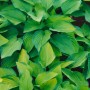 Buschige Hosta 'Pauls Glory' im Topf, grüne Blätter mit gelbem Rand. Ideal als schattenliebende Staude.