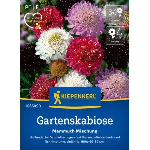 Kiepenkerl Gartenskabiose Mammuth Mischung Blumensamen in verschiedenen Farben.