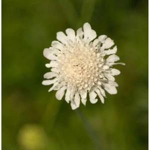 Nahaufnahme der gelben Skabiose (Scabiosa ochroleuca) Blüte, eine attraktive Staude für den Garten.