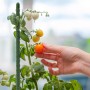 Tomatenpflanze mit Rankhilfe (10er-Set). Hand berührt reife Tomate am grünen Pflanzenstab.