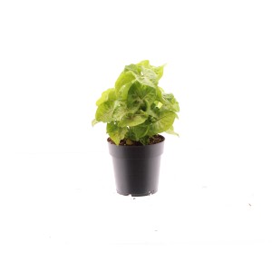 Grüne Purpurtute (Syngonium) im Topf, ca. 30-35 cm hoch. Dekorative Grünpflanze für Innenräume.