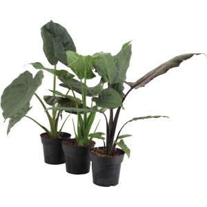 Pfeilblatt (Alocasia) sortiert im Topf, verschiedene Sorten der Grünpflanze.