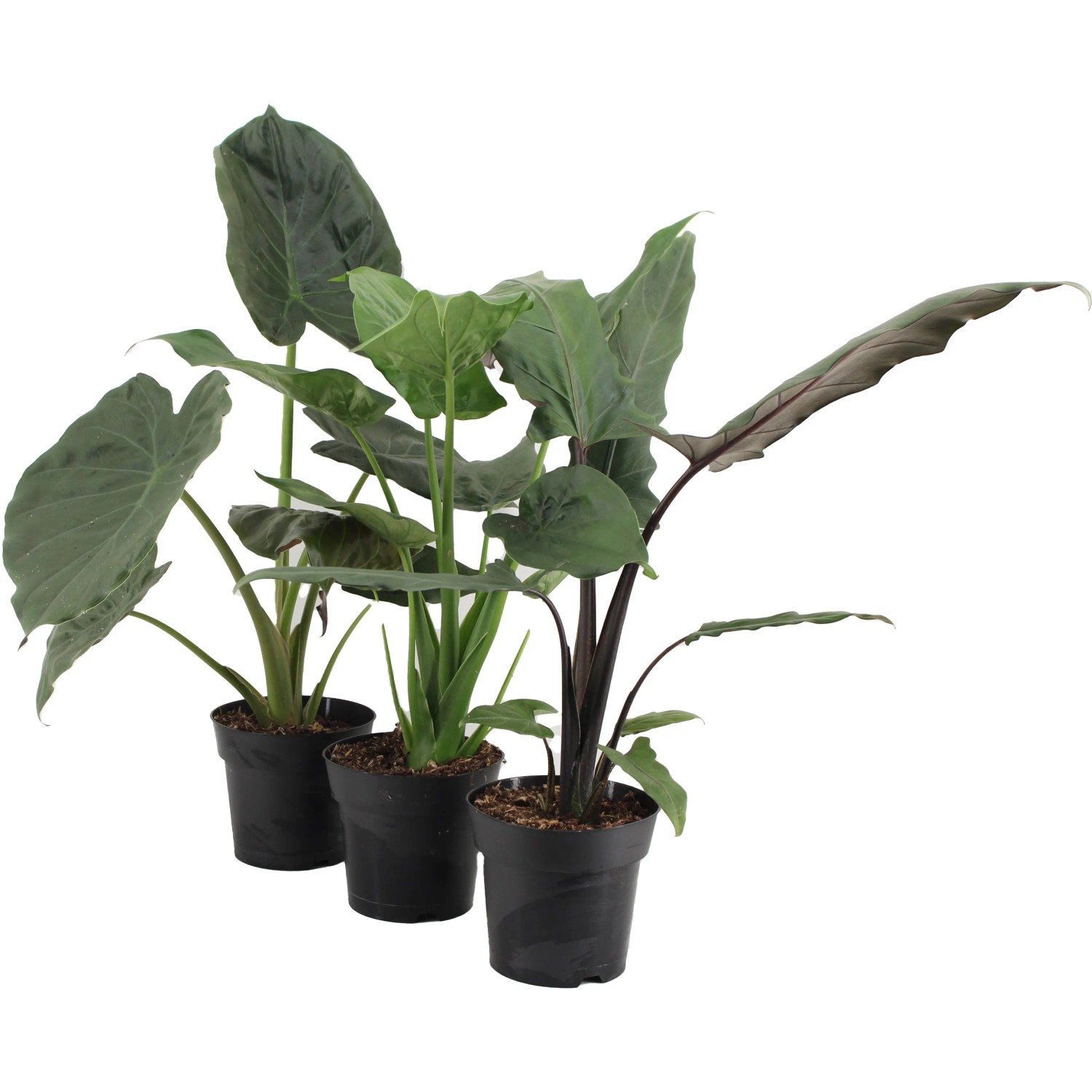Alocasia kaufen bei OBI