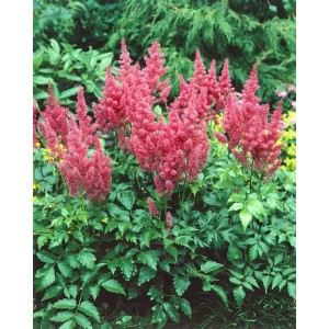 Rosa Prachtspiere 'Mainz' (Astilbe japonica) im 9x9 cm Topf, blühende Staude für halbschattige Standorte.