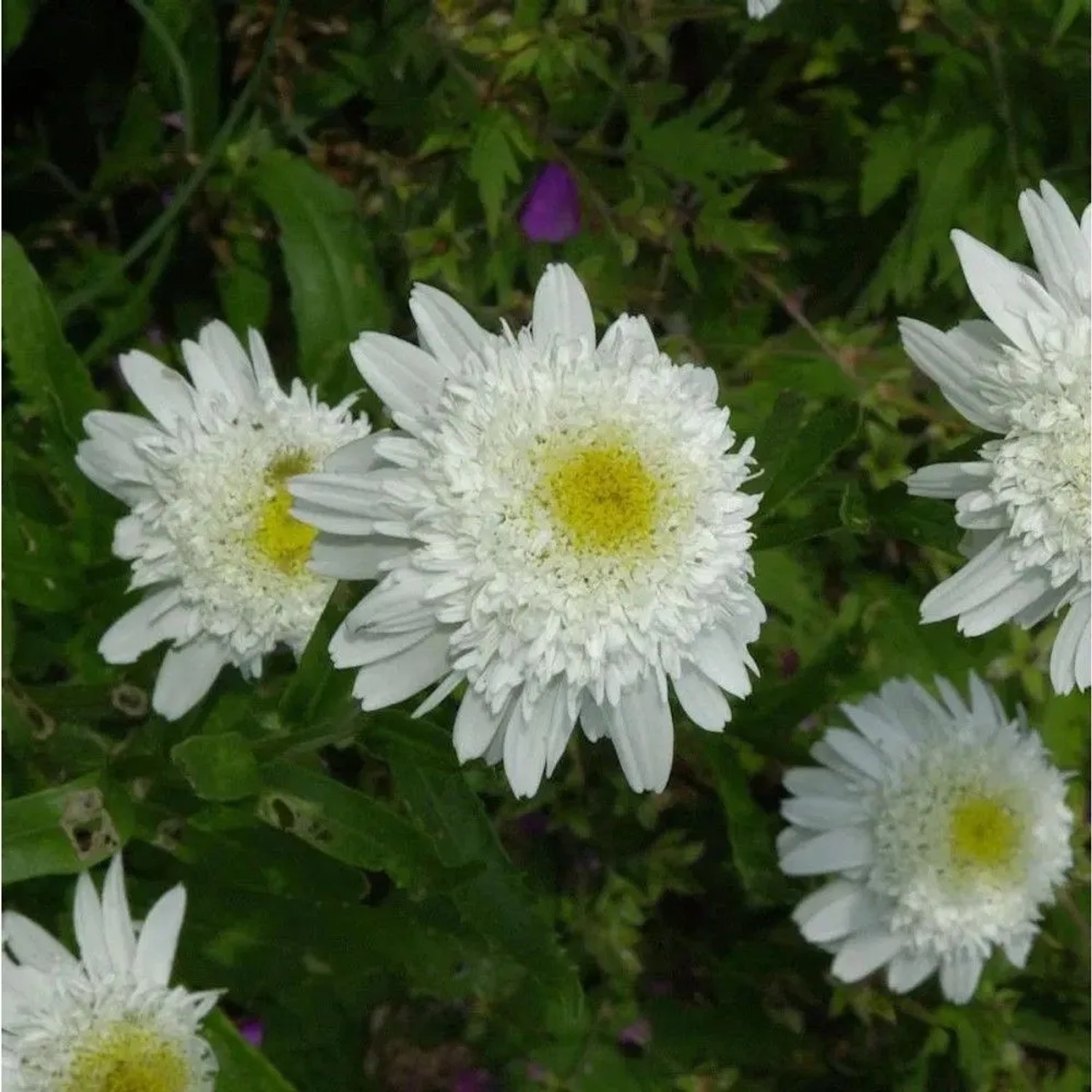 Gartenmargerite Wirral Supreme - Leucanthemum_2