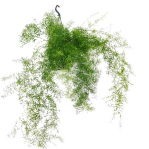 Zierspargel 'Exotenherz' im Ampeltopf, grüne Hängepflanze für Innenräume.