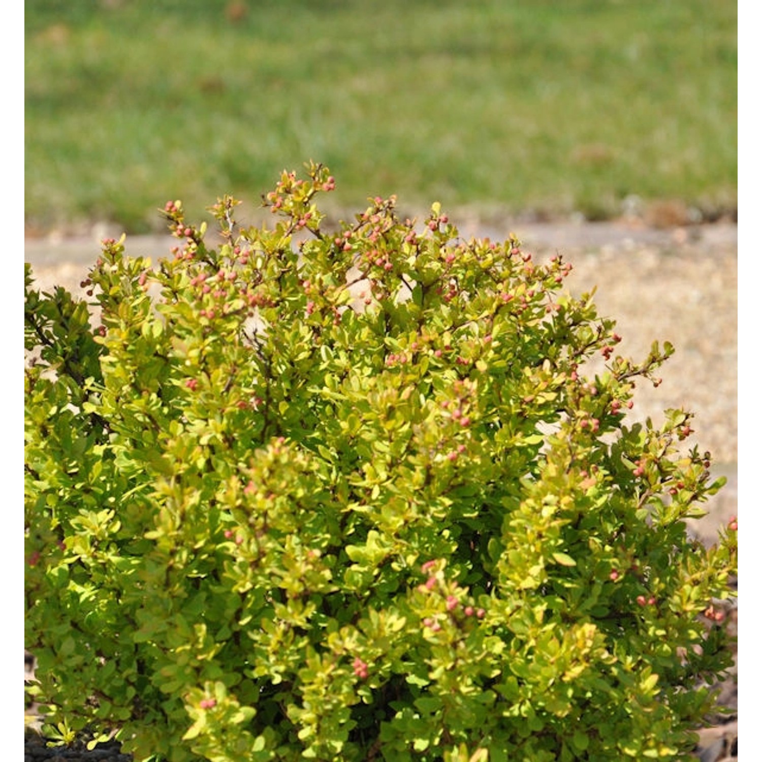 Berberitze Summer Sunset 20-25cm - Berberis thunbergii günstig online kaufen