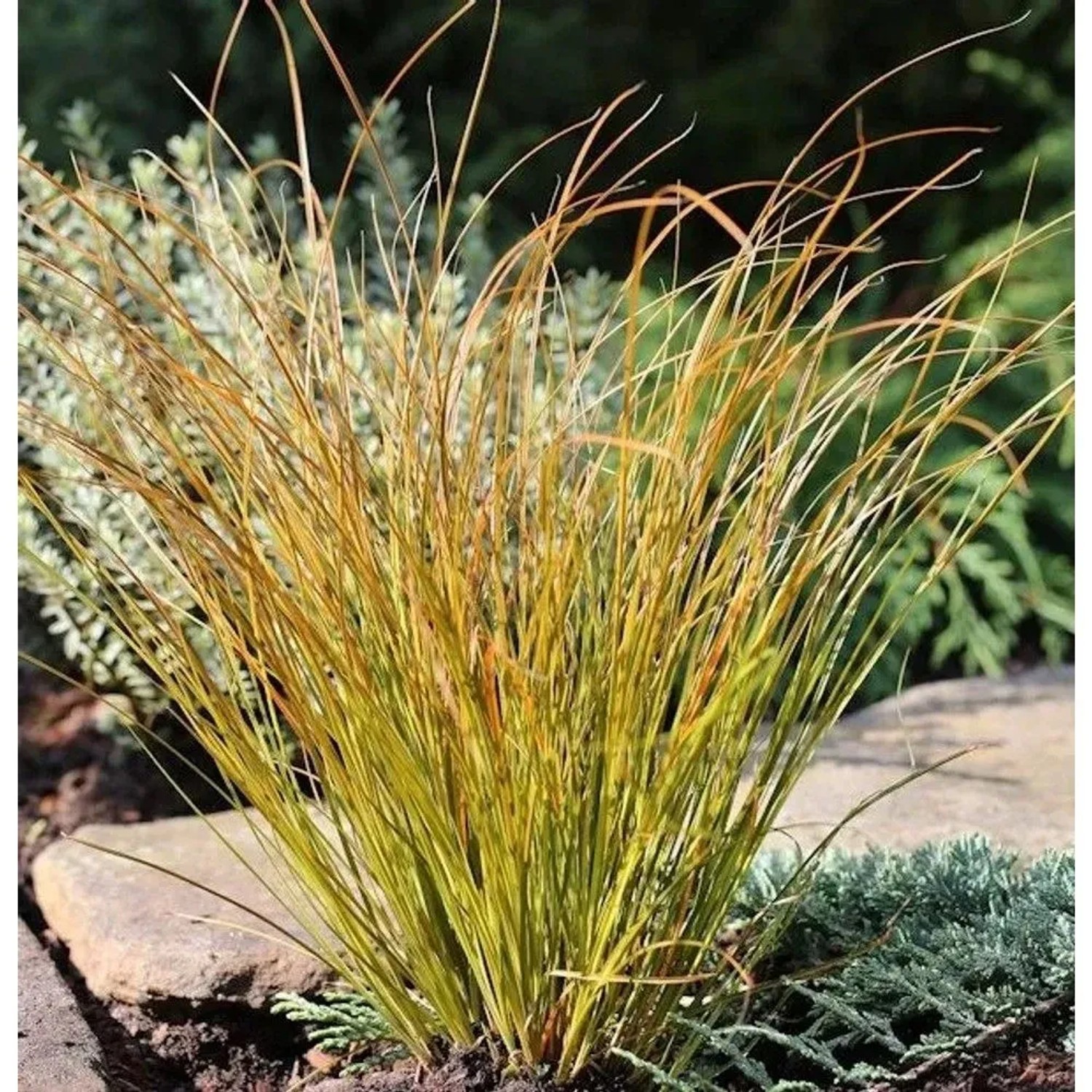 Neuseeland Segge Prairie Fire - großer Topf - Carex testacea