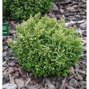 Gelbgrüne Zwergscheinzypresse 15-20cm - Chamaecyparis pisifera