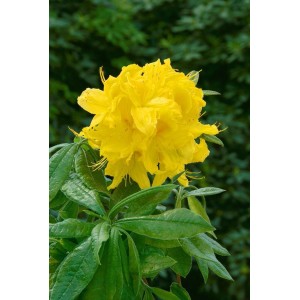 Leuchtend gelber Rhododendron Luteum Goldstück mit grünen Blättern, Nahaufnahme.