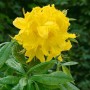 Leuchtend gelber Rhododendron Luteum Goldstück mit grünen Blättern, Nahaufnahme.