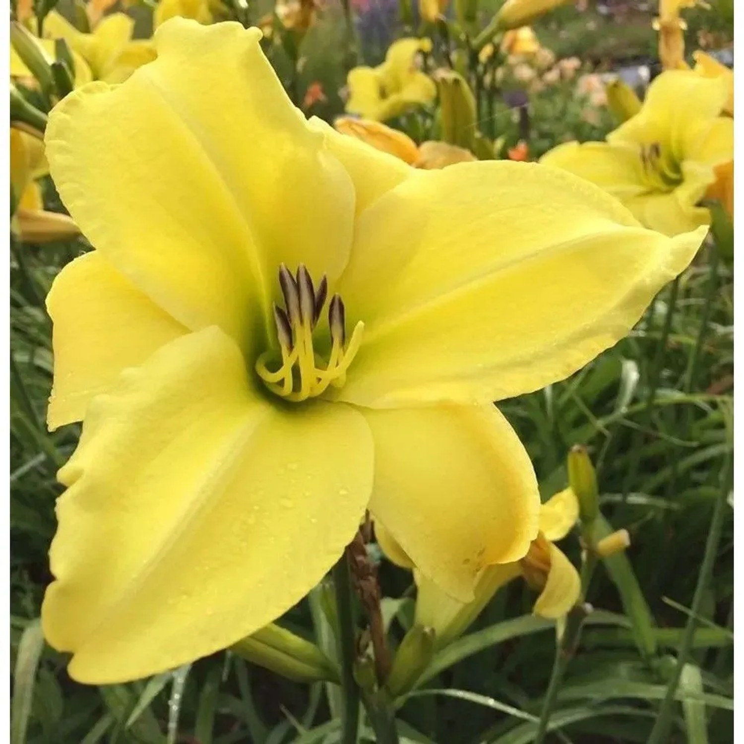 Taglilie Lemon Bells - Hemerocallis cultorum