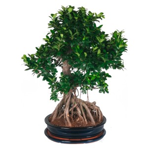 Thai-Ficus Bonsai im Topf (Ø 55cm) als Zimmerbonsai mit grünen Blättern und freiliegenden Wurzeln.