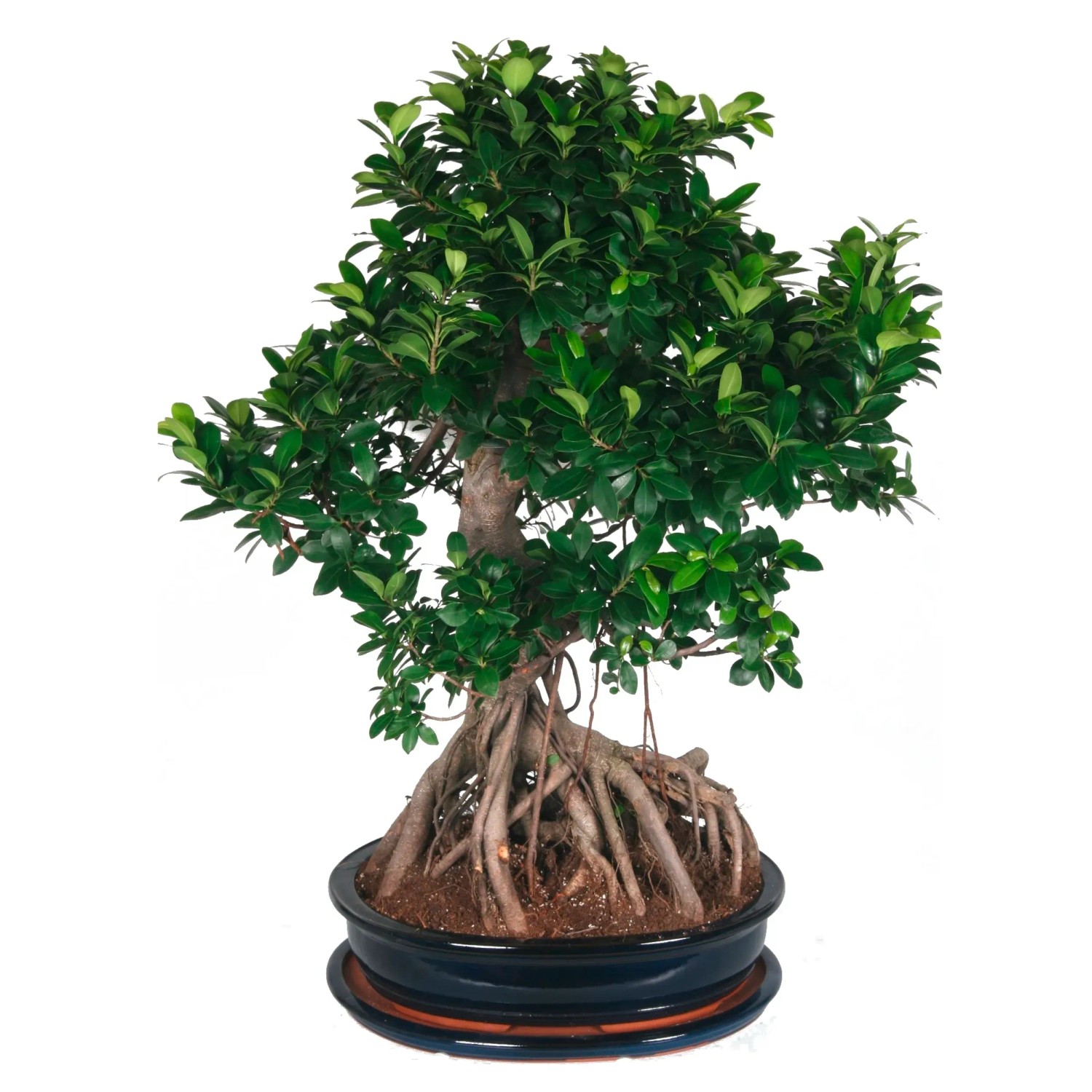 grünpflanzen glücksfeder Glücksfeder | Zamioculcas zamiifolia main image 1