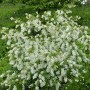 Üppig blühende Prunkspiere Blushing Pearl (Exochorda racemosa) im Garten.