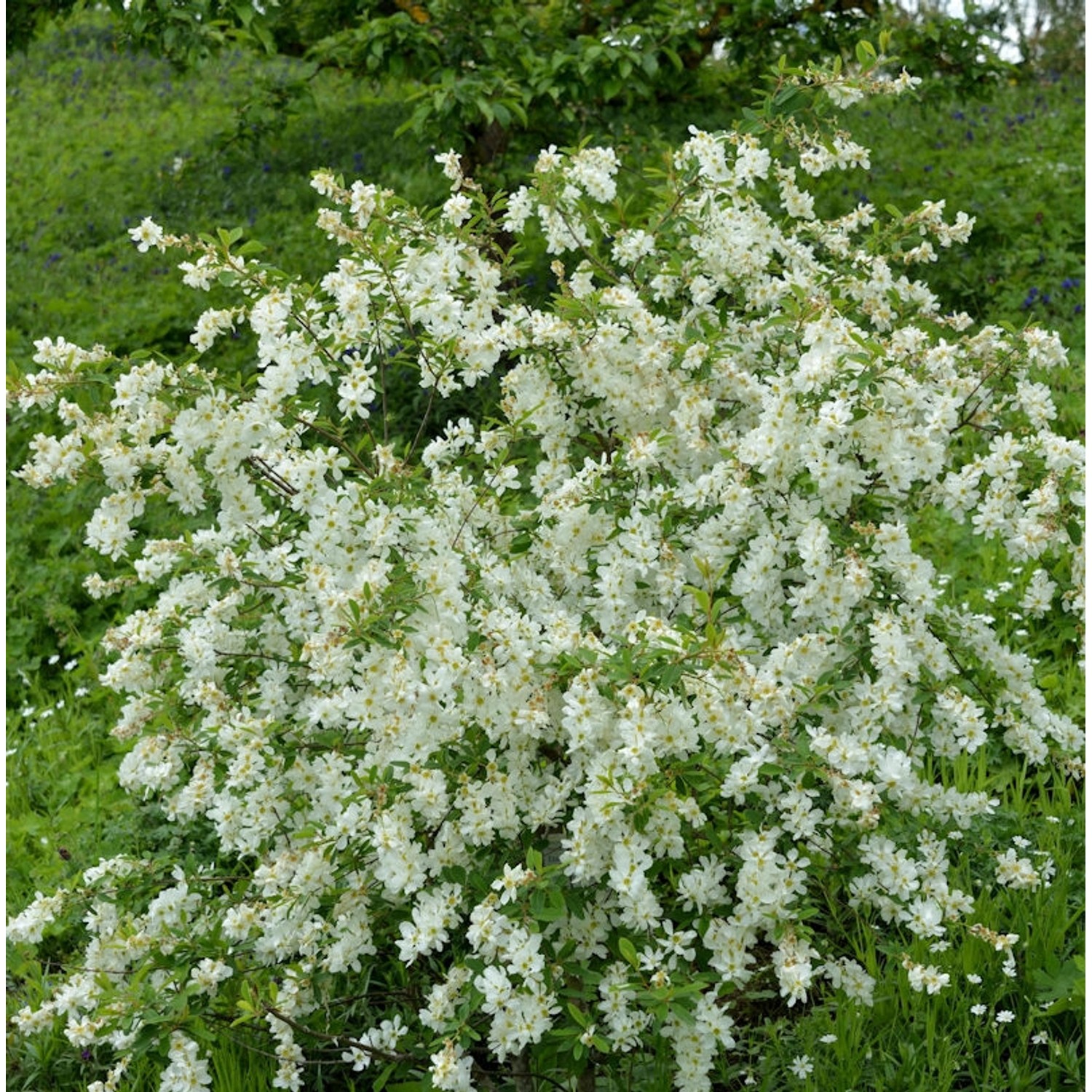 Prunkspiere Blushing Pearl 80-100cm - Exochorda racemosa günstig online kaufen