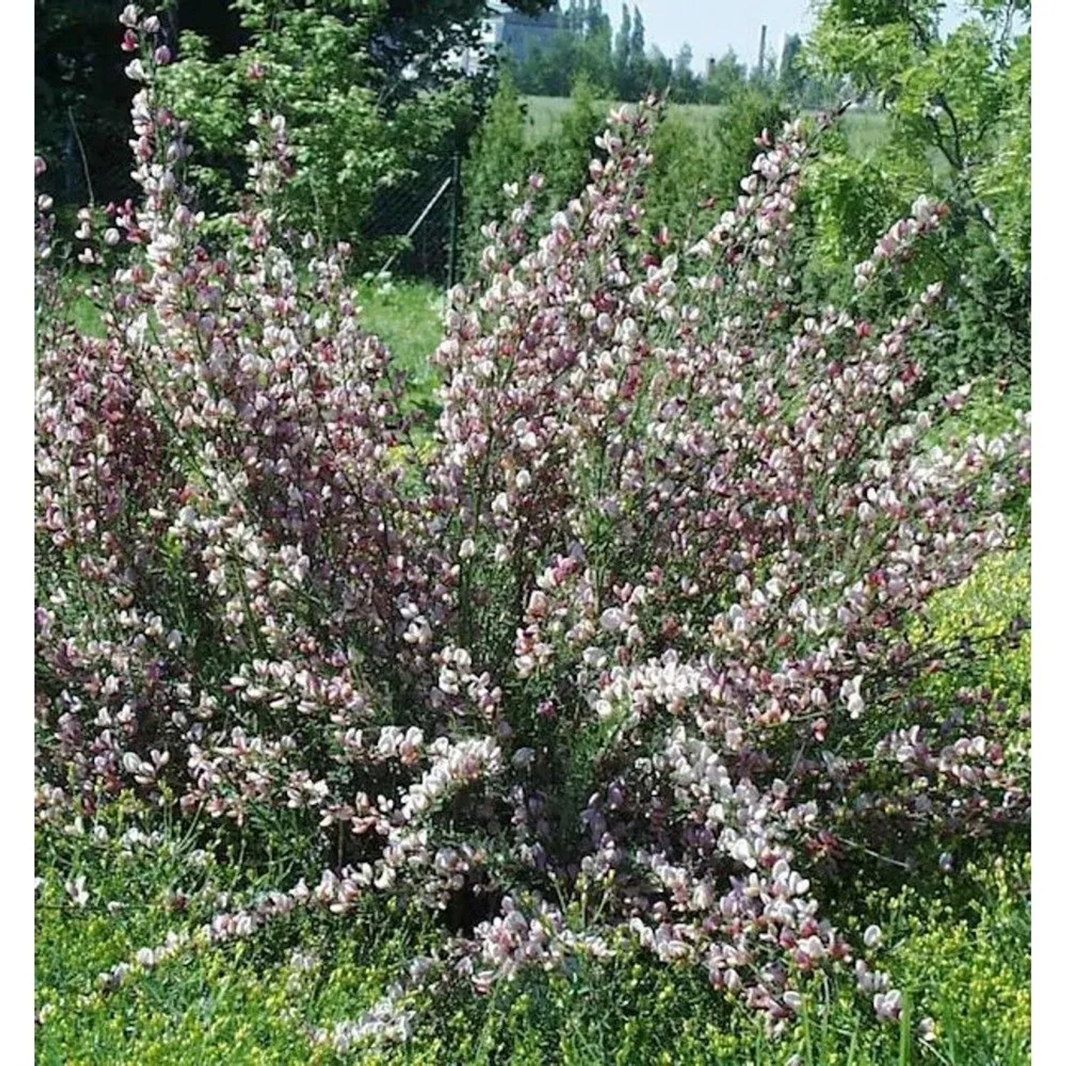 Edelginster Moyclare Pink 60-80cm - Cytisus scoparius