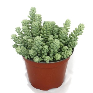 Exotenherz Sedum Morganianum 'Affenschaukel' im 12cm Topf.