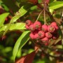 Nahaufnahme der roten Beeren der Davids-Glanzmispel (Photinia davidiana) mit grünen Blättern.