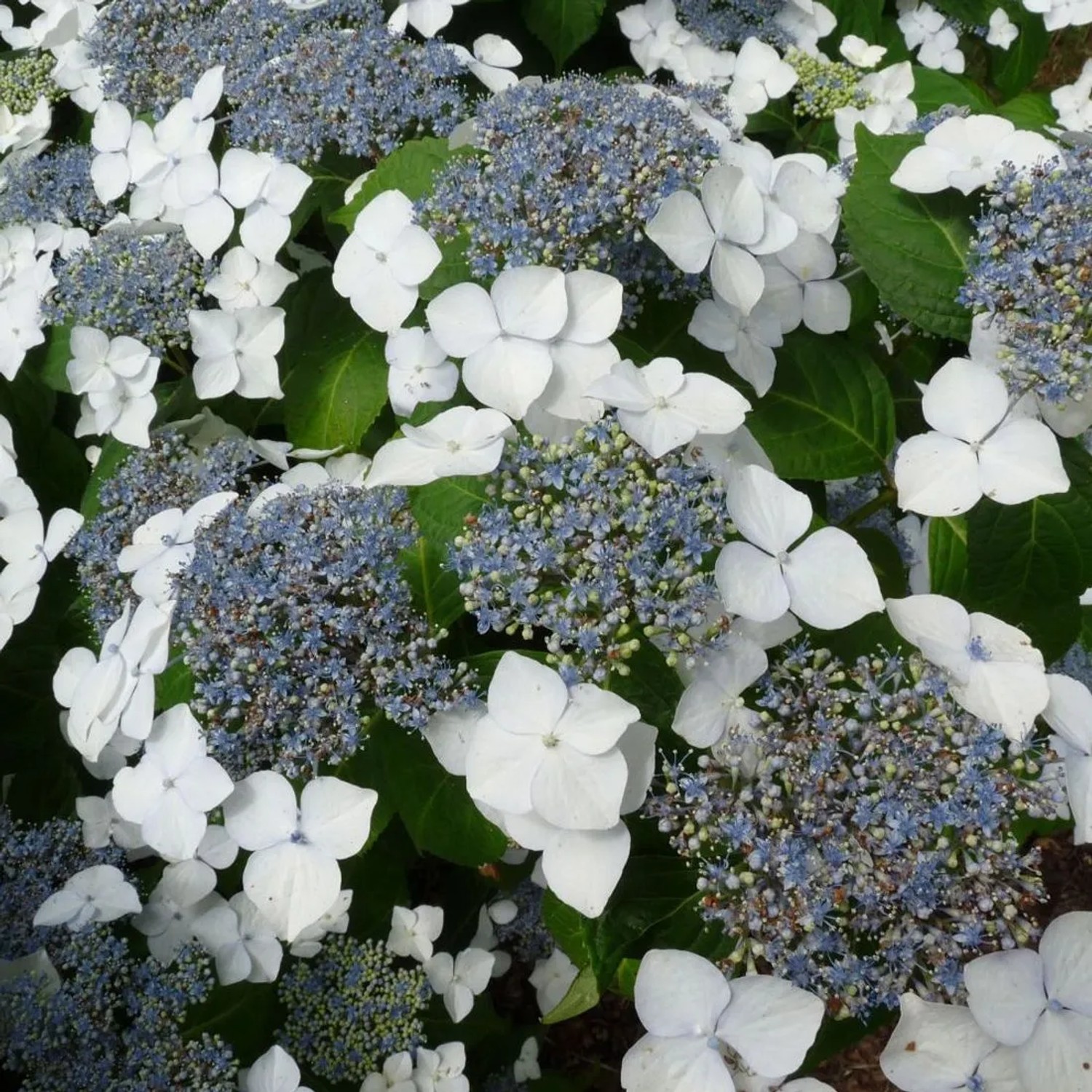 Hortensie 'Mariesii Grandiflora' Hydrangea macrophylla 25 bis 30 cm im Container Tellerblüten