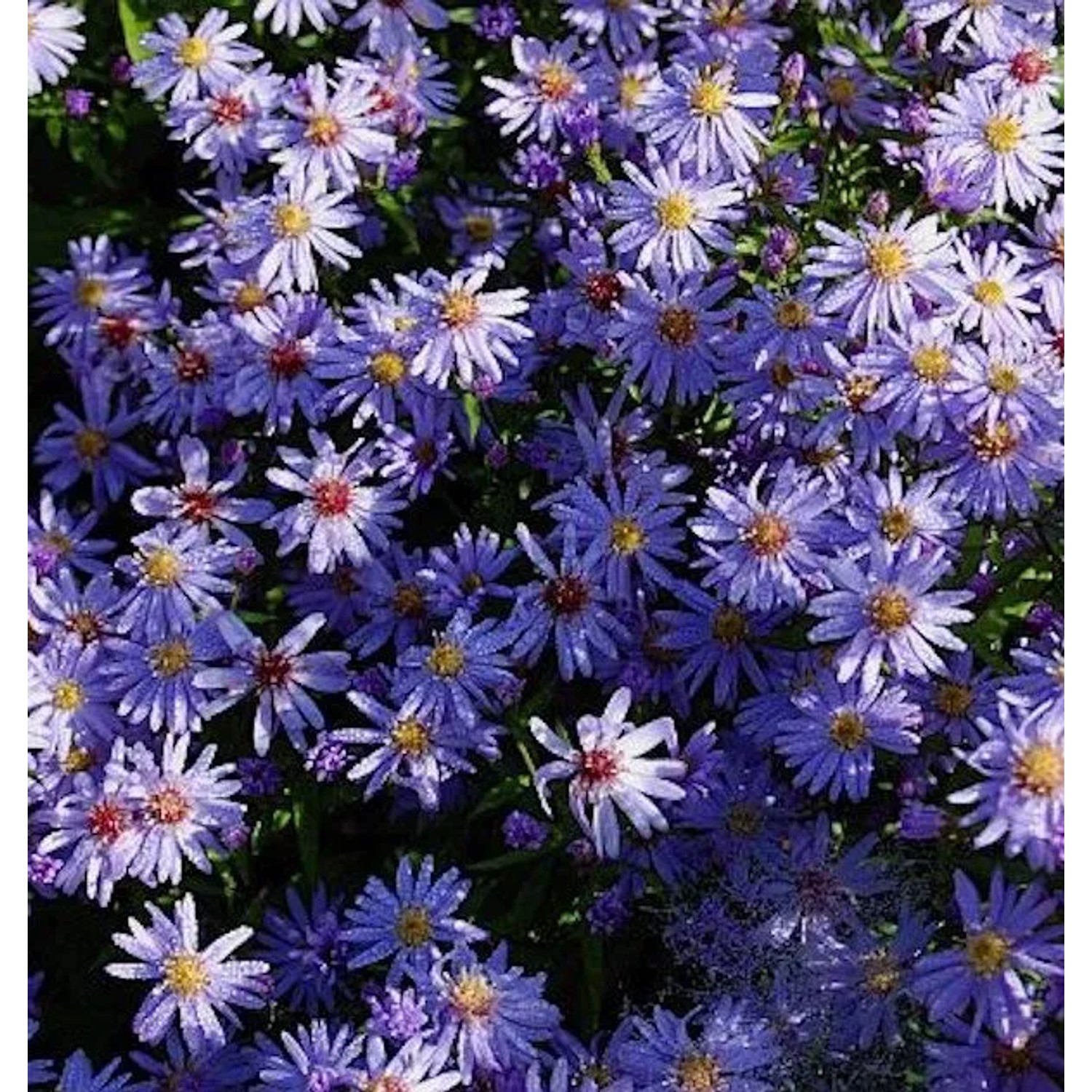 Schleieraster Little Carlow - Aster cordifolius