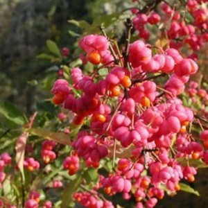 Pfaffenhütchen Euonymus europaeus 60 bis 80 cm im Container Herbstfärbung