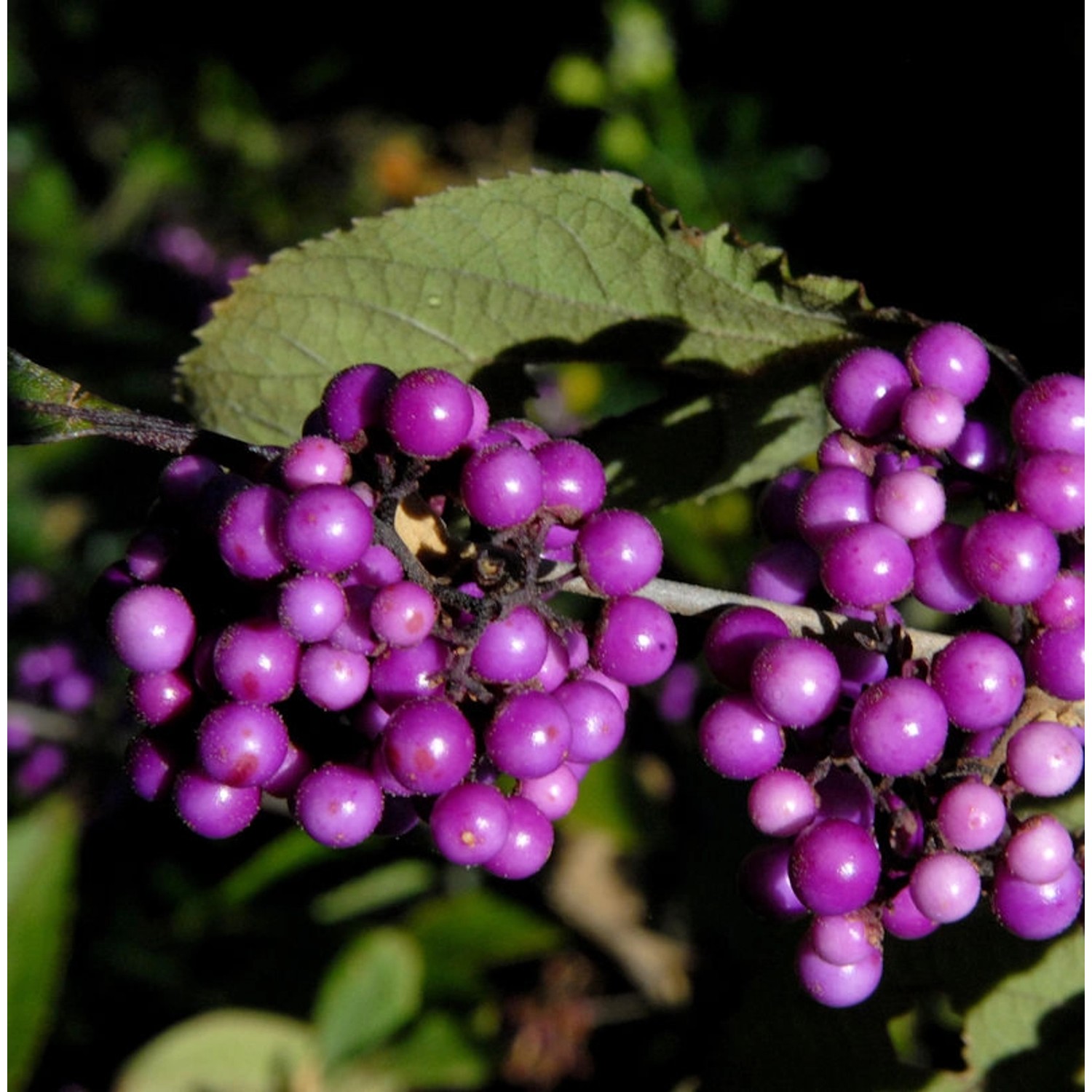 Liebesperlenstrauch Schönfrucht Imperial Pearl 60-80cm - Callicarpa bodinie günstig online kaufen