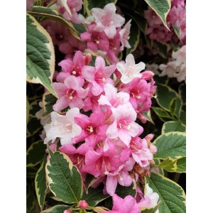 Baumfink Weigelie Florida Nana Variegata als Topfpflanze 40-60cm
